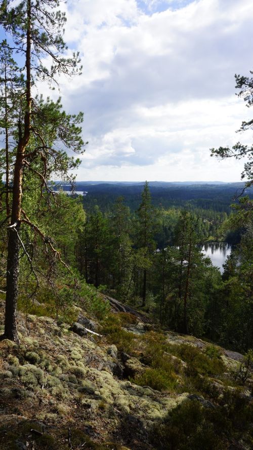 landscape forest the skyline