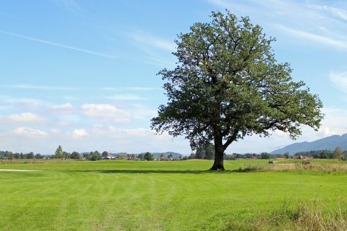 landscape chiemgau tree