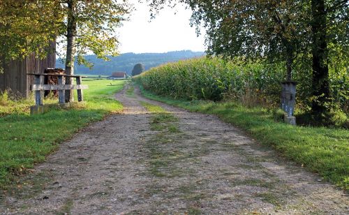 landscape cornfield field