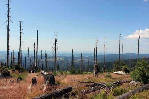 landscape trees nature