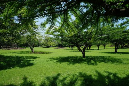 landscape trees grass