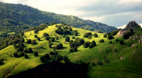 landscape trees green