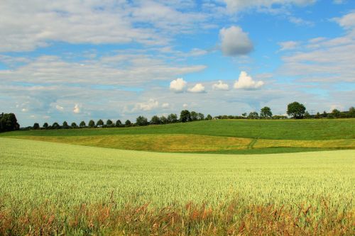 landscape spring field