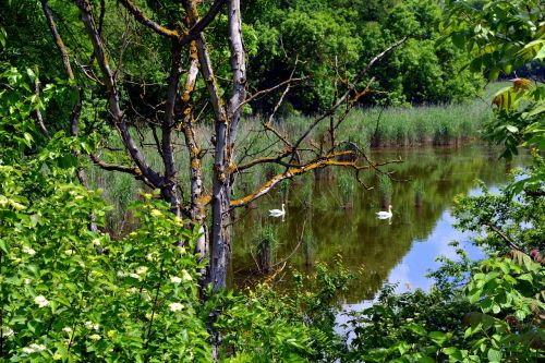 landscape lake swan