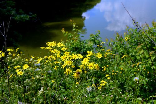 landscape lake flowers