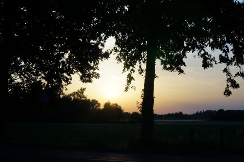 landscape trees nature