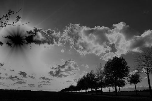 landscape trees rays