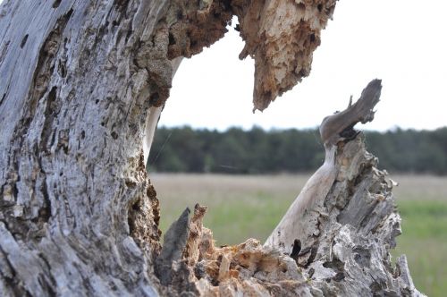 landscape nature tree