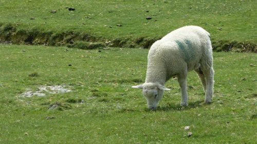 landscape sheep lamb