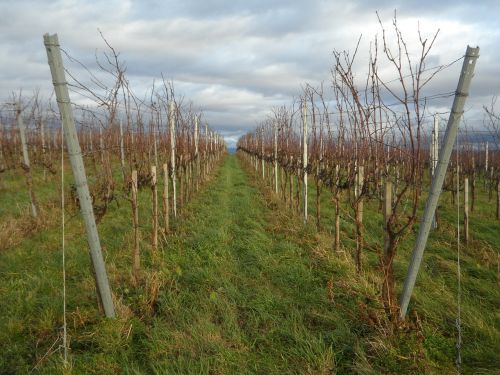 landscape vines winegrowing