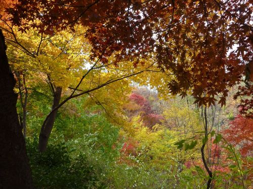 landscape autumn autumn leaves