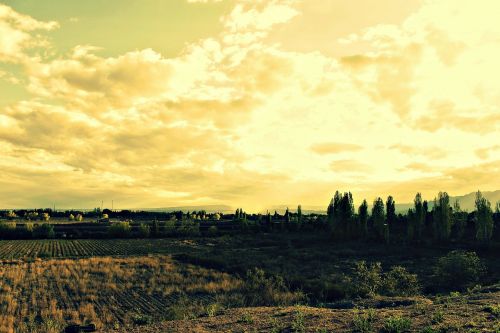 landscape mendoza trees