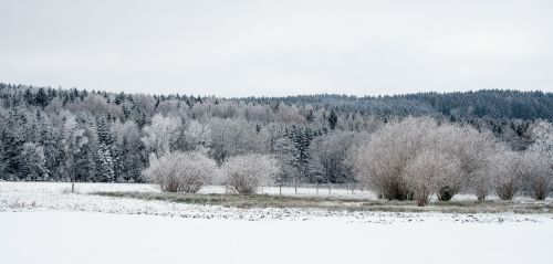 landscape panorama forest