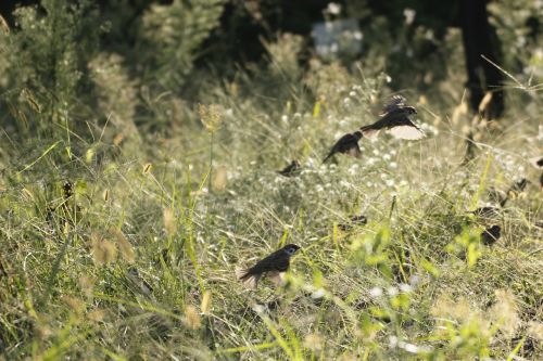 landscape nature birds