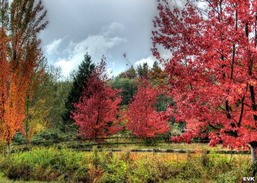 landscape vibrant red