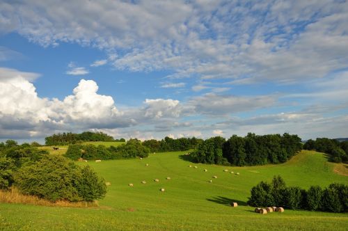 landscape summer trees