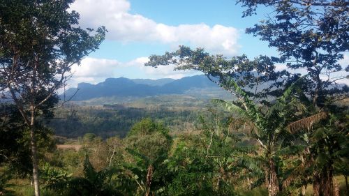 landscape forest nature