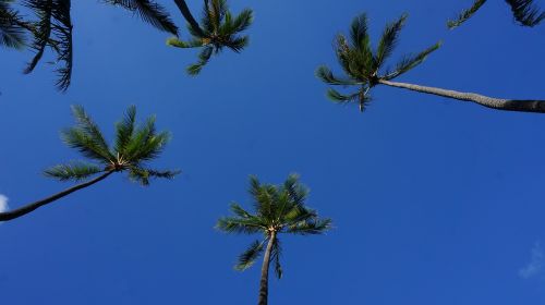 landscape blue sky and white clouds woods