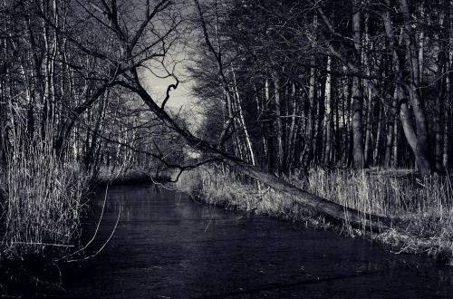 landscape river tree