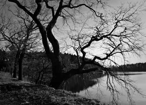 landscape tree black and white