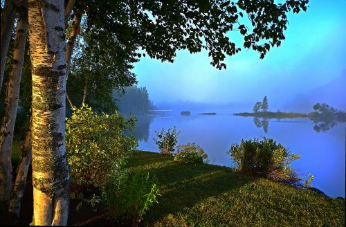 landscape summer trees