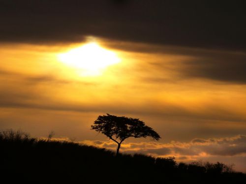 landscape tree mystery