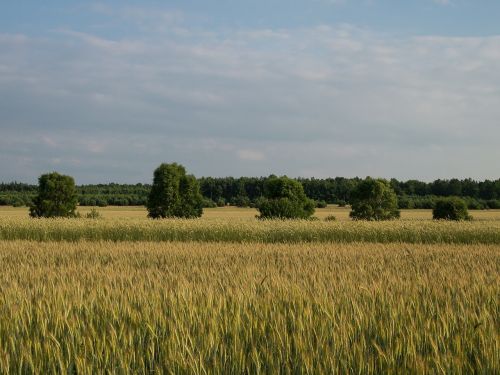 landscape village corn