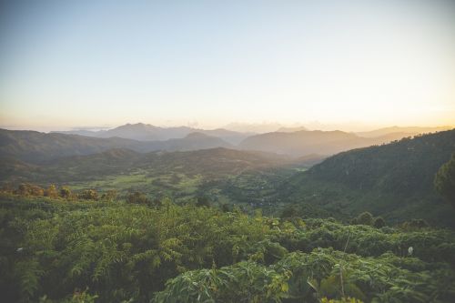 landscape green trees