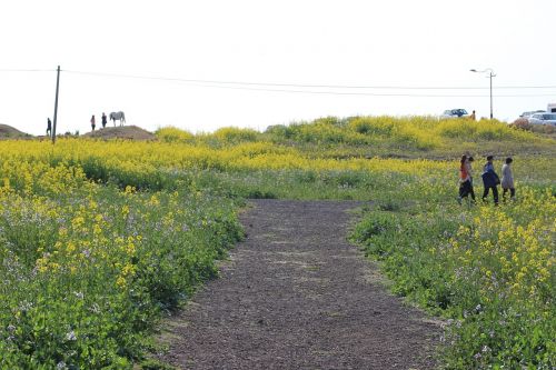 landscape flowers people