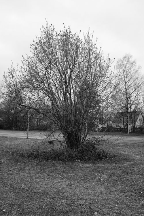 landscape black white tree
