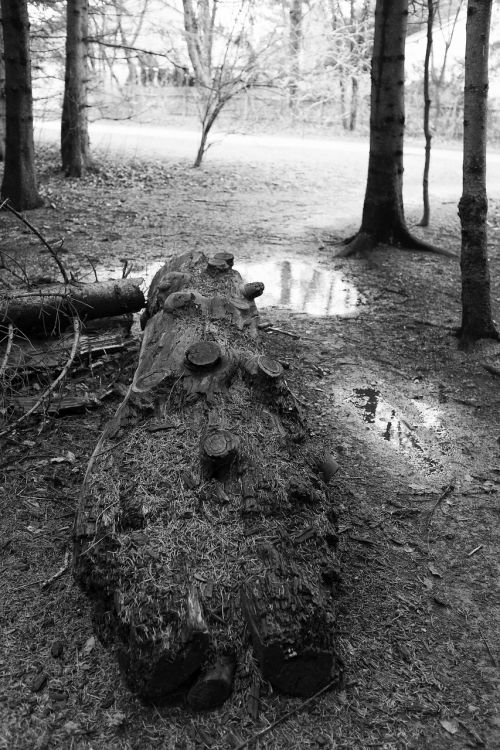 landscape black white tree