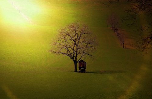 landscape tree hut