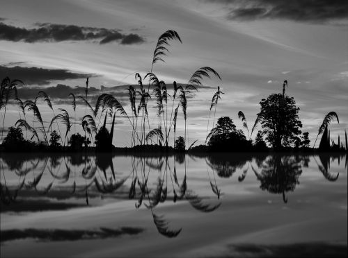 landscape water reed