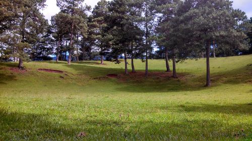 landscape tree grass