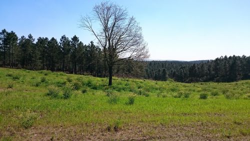 landscape nature tree