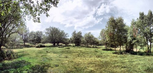 landscape nature trees