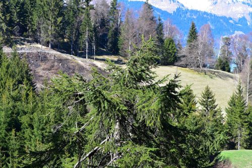 landscape trees treetop