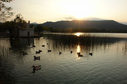 landscape llac banyoles ducks