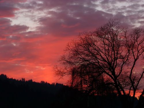 landscape trees forest