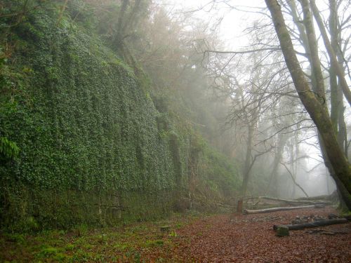 landscape fog foggy