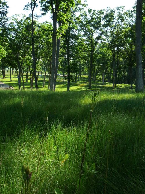 landscape forest trees