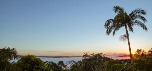 landscape palm tree