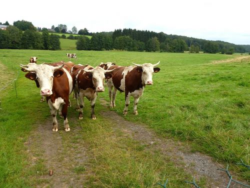 landscape france cattle