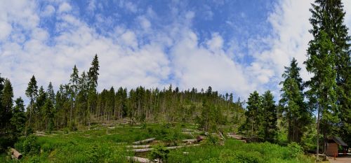 landscape nature forest