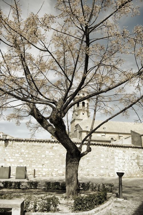 landscape tree autumn