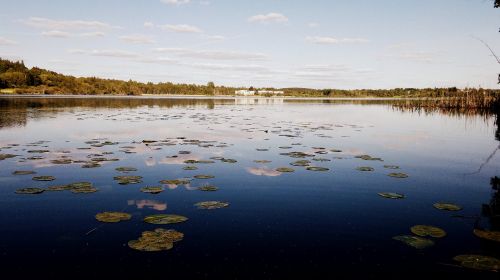landscape lake waterlily