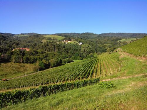 landscape vine nature