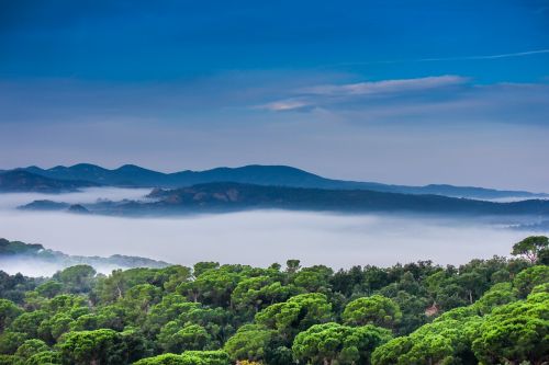 landscape nature fog