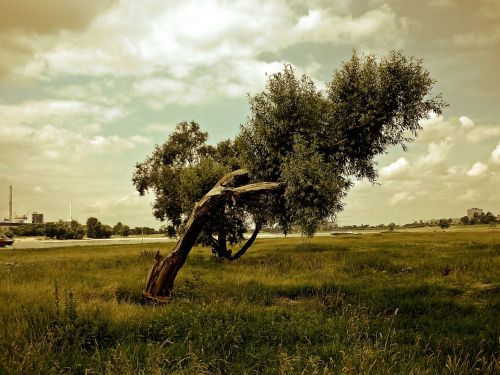 landscape nature tree