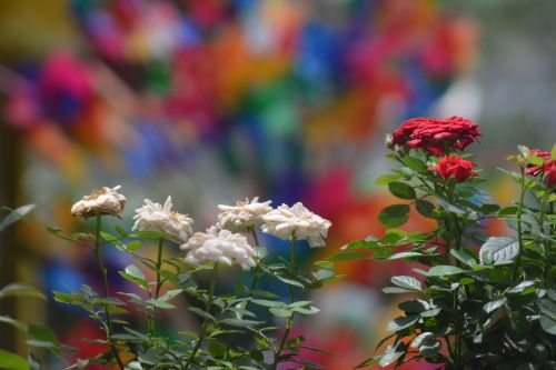 landscape flowers colorful